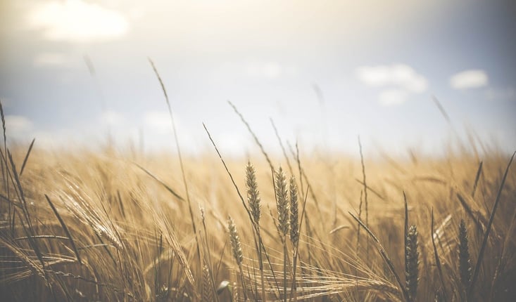 field of wheat against blue sky with clouds and sun