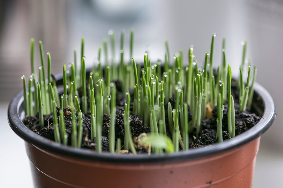 Biodegradable Plastic Makes Planters More Sustainable.jpg