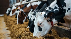 Enzymes In Industry: Market Trends You Need To Know