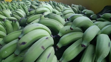 Green Bananas as Functional Fruit Flours