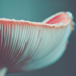 Mushroom.jpeg