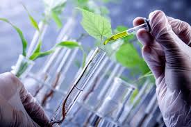 The Seeds Are Sown for Growth of the Agricultural Biotechnology Market