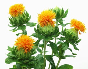 safflower.jpg