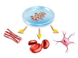 Stem Cell Organoids Deployed Against Zika