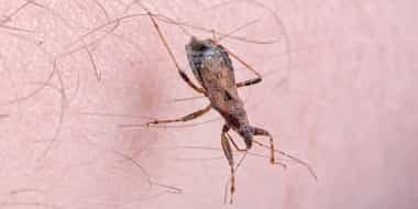 Chagas Disease (American Trypanosomiasis) Market: A Silent Threat