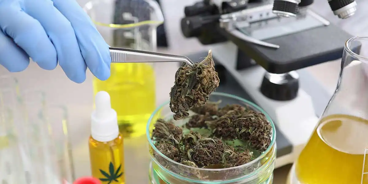 Botanical and Plant-derived Drugs, Where Natural Science Meets Regulated Medicine