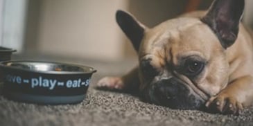 Latest Top Trends in Pet Food Market- Let’s See!