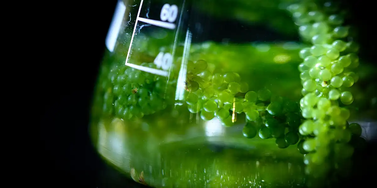 Bio-Based Surfactants: A $27.3 Billion Market Driven by the Sustainability Imperative