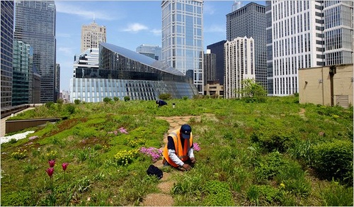 Energy Retrofitting: Will Green Roofing Finally Catch on in the U.S.?