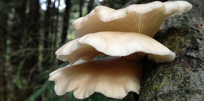 Mycoremediation: Definition, Current Trends and Market Opportunities