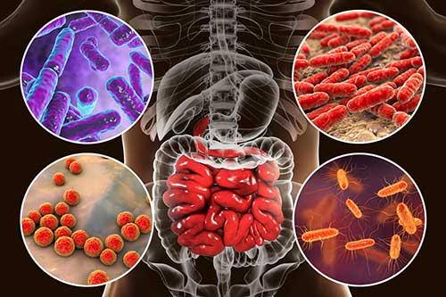 Gut Microbiome Therapeutics: What’s Happening In The Market?