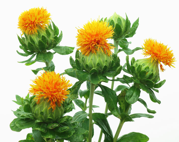 Can Safflower Equal the Benefits of Olive Oil?