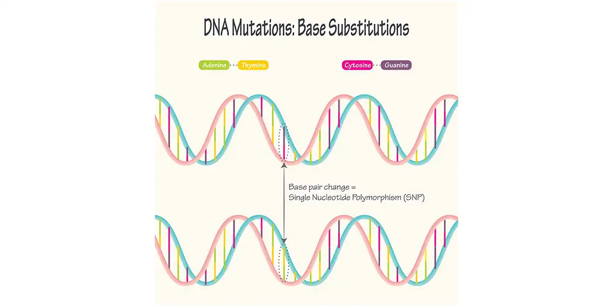 The Rise of SNP (Single Nucleotide Polymorphism) Genotyping: Driving Global Market Growth at a 21.7% CAGR