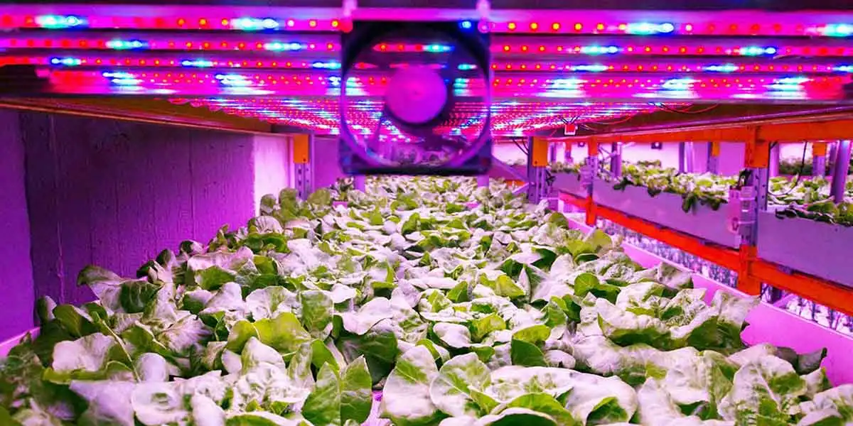 Vertical Farming | The Future of Farming is Here